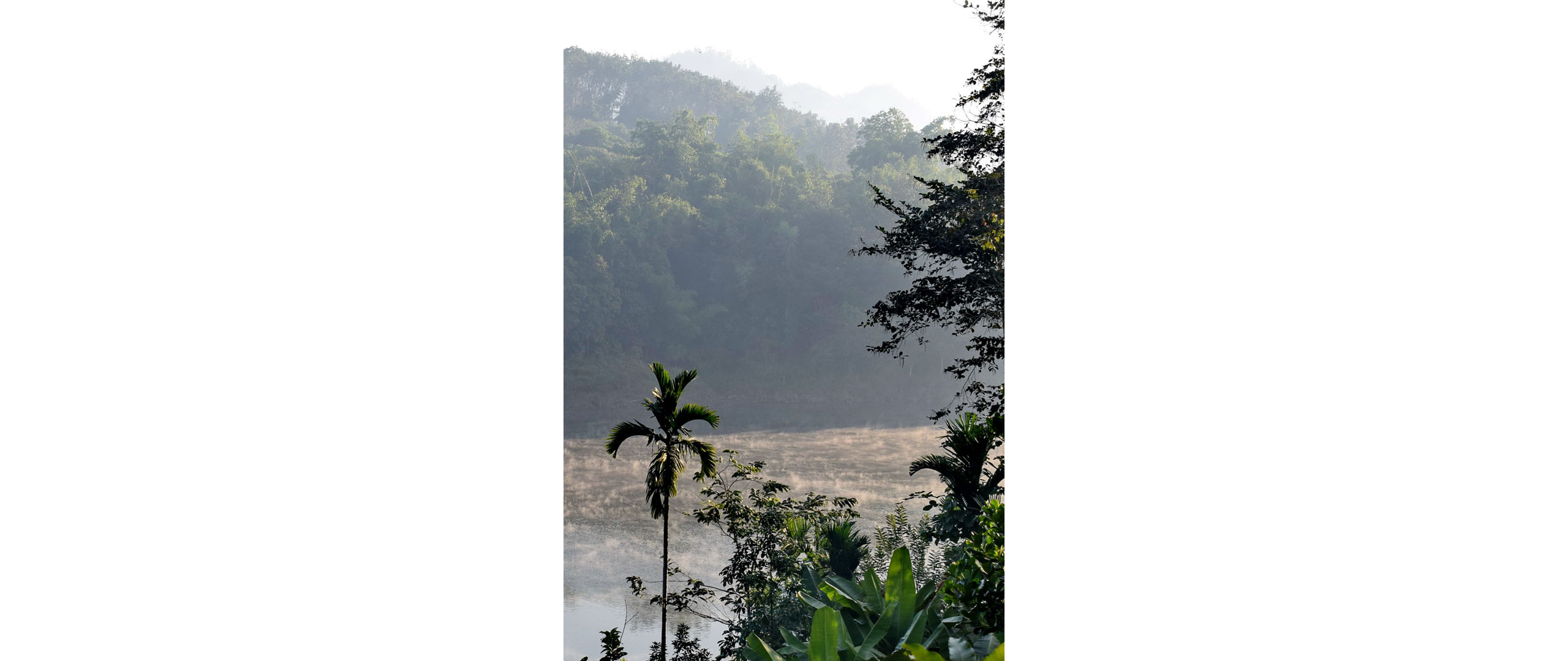 View of the hill forest, water & mist; December 2019